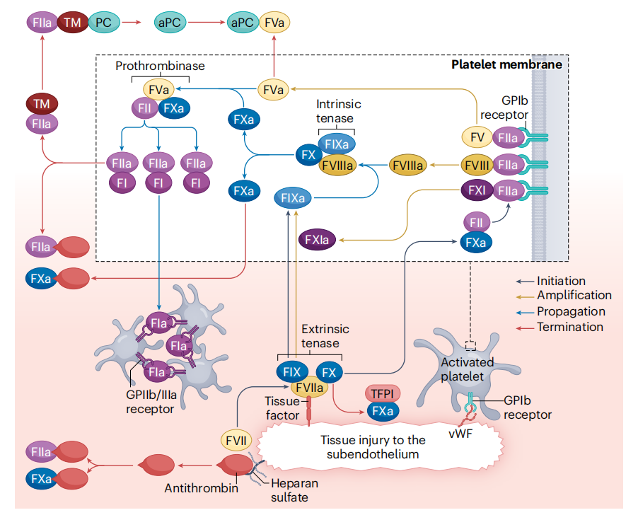 Coagulation factor F11