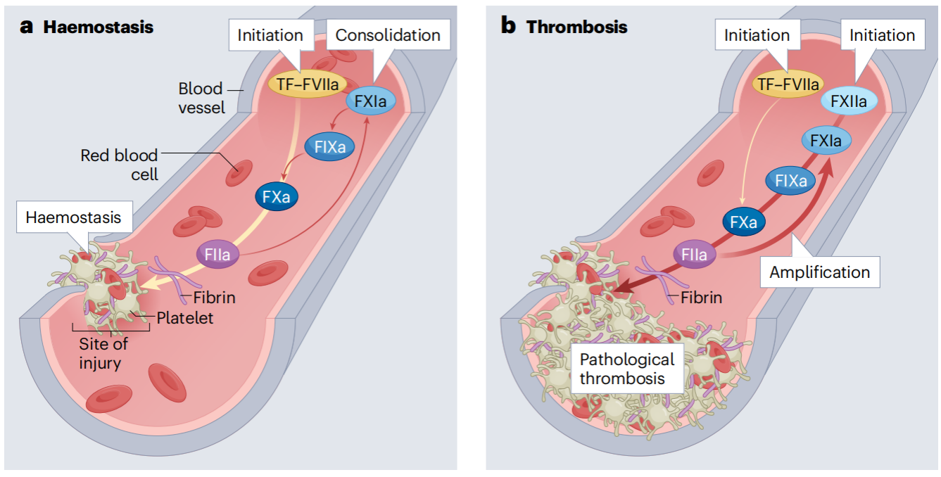 Coagulation factor F11