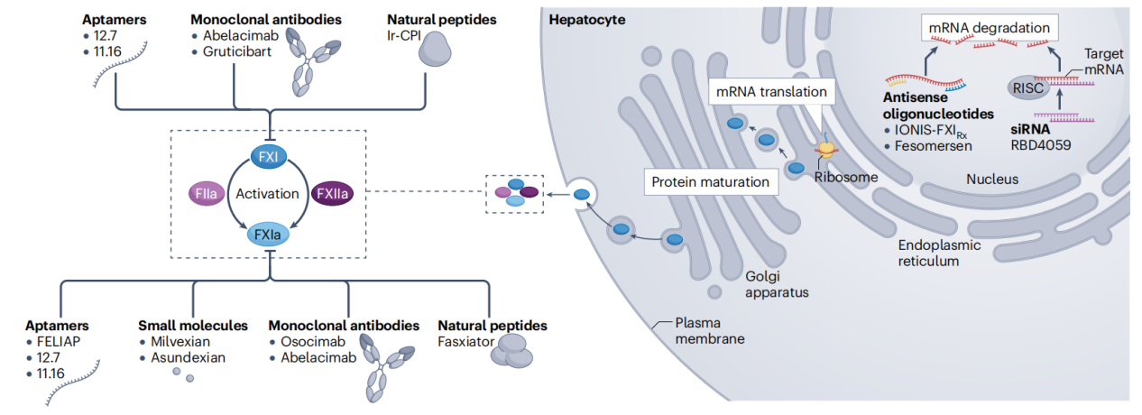 Coagulation factor F11