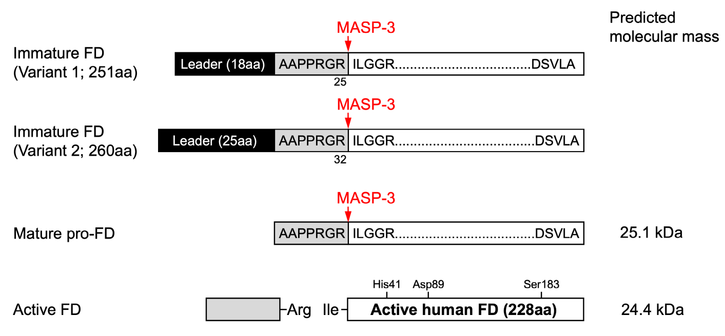 Complement alternative pathway rate limiting enzyme CFD