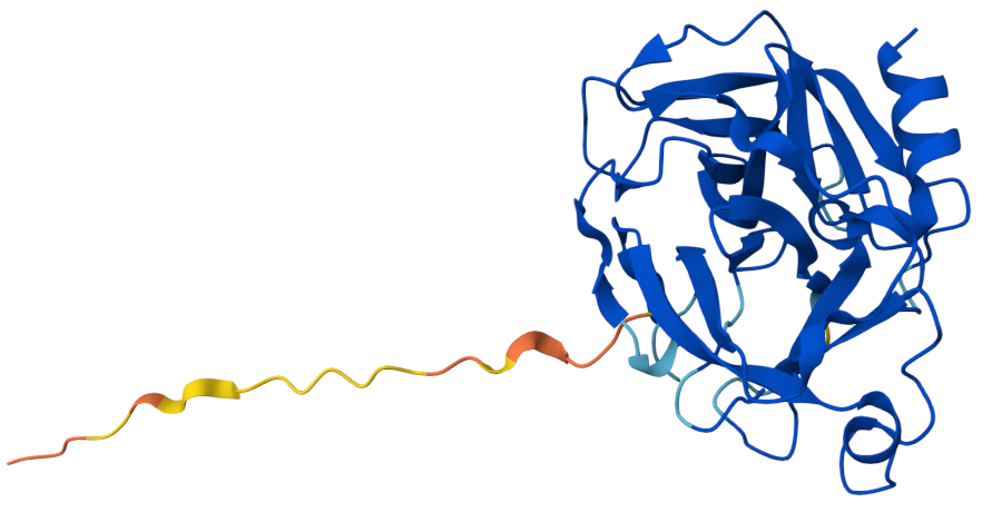 Complement alternative pathway rate limiting enzyme CFD