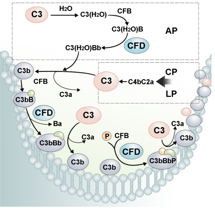 Complement alternative pathway rate limiting enzyme CFD