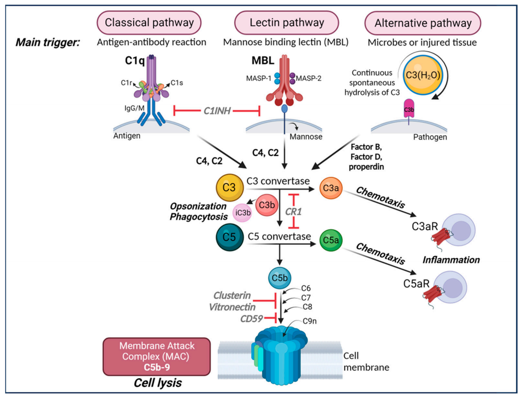 Complement core effector molecule C3