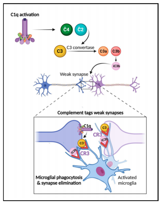 Complement core effector molecule C3