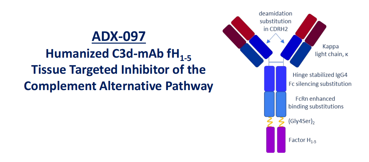 Complement core effector molecule C3