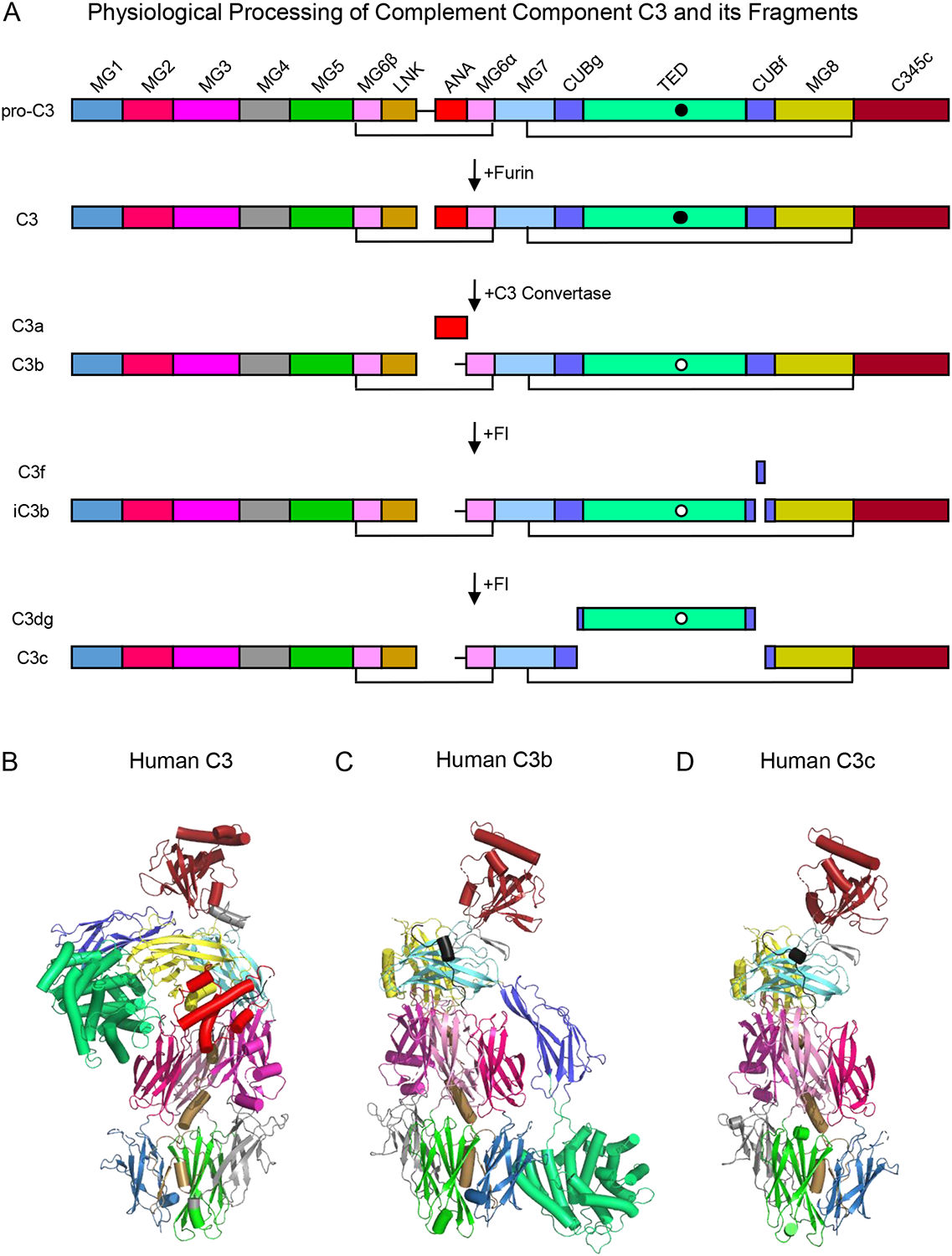 Complement core effector molecule C3