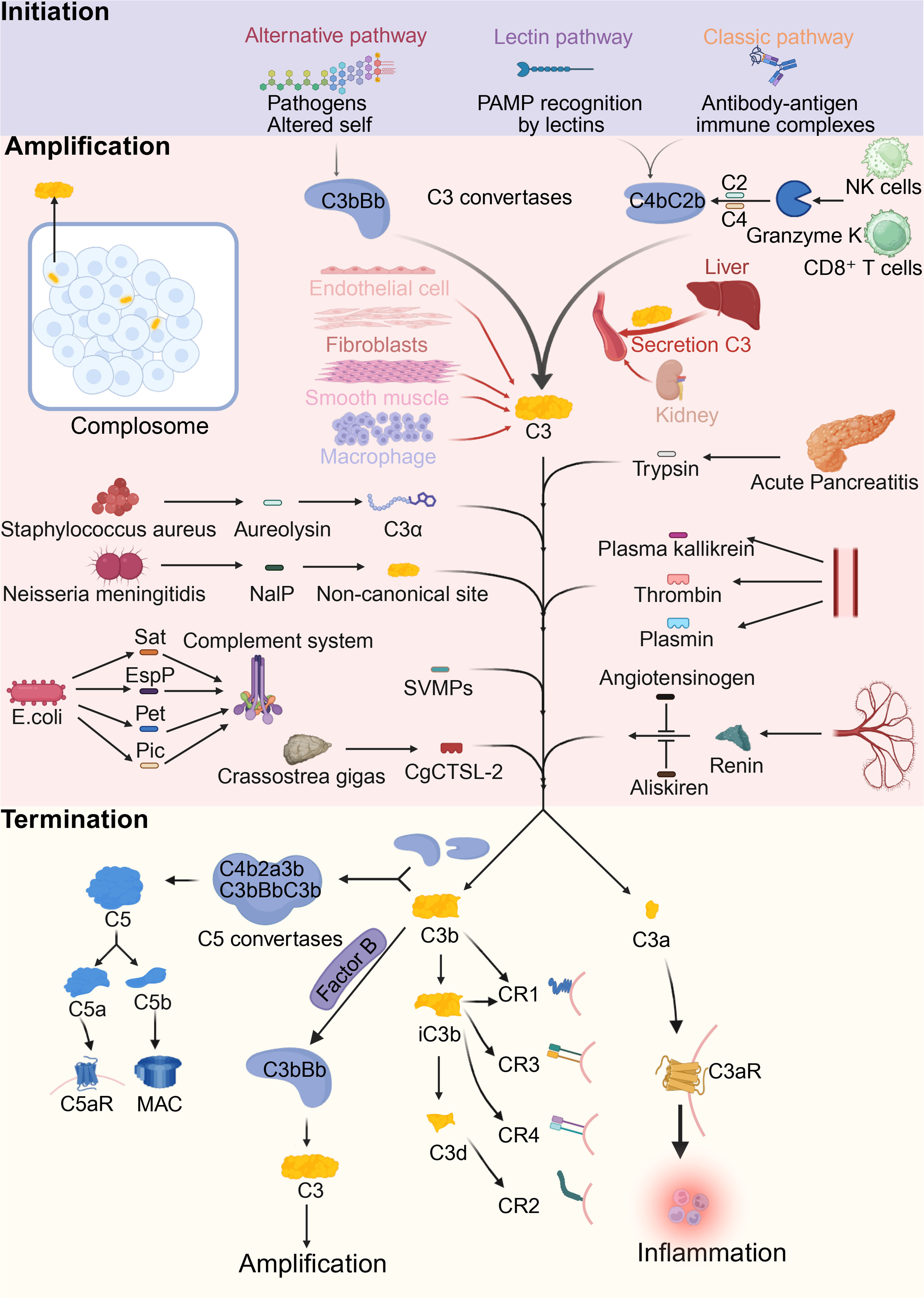 Complement core effector molecule C3