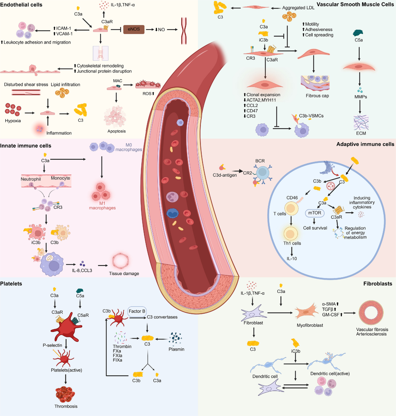 Complement core effector molecule C3