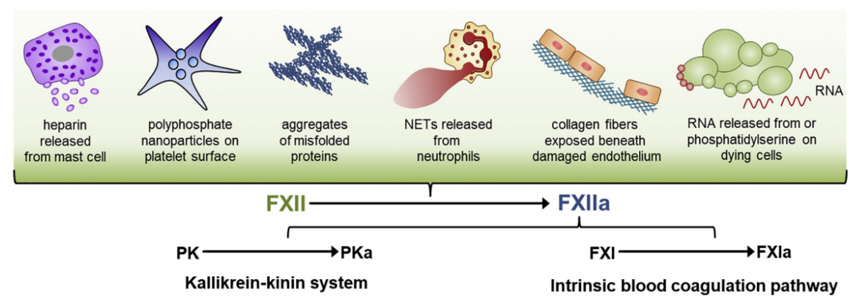 Contact-activated serine protease F12