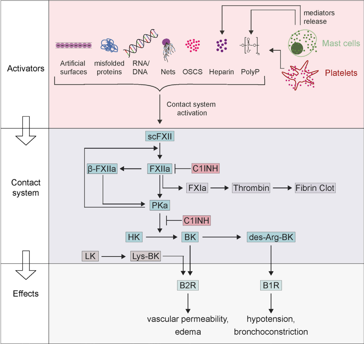 Contact-activated serine protease F12