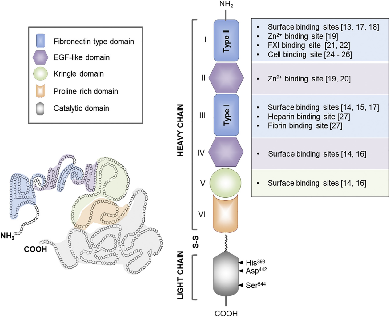 Contact-activated serine protease F12