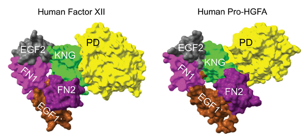 Contact-activated serine protease F12