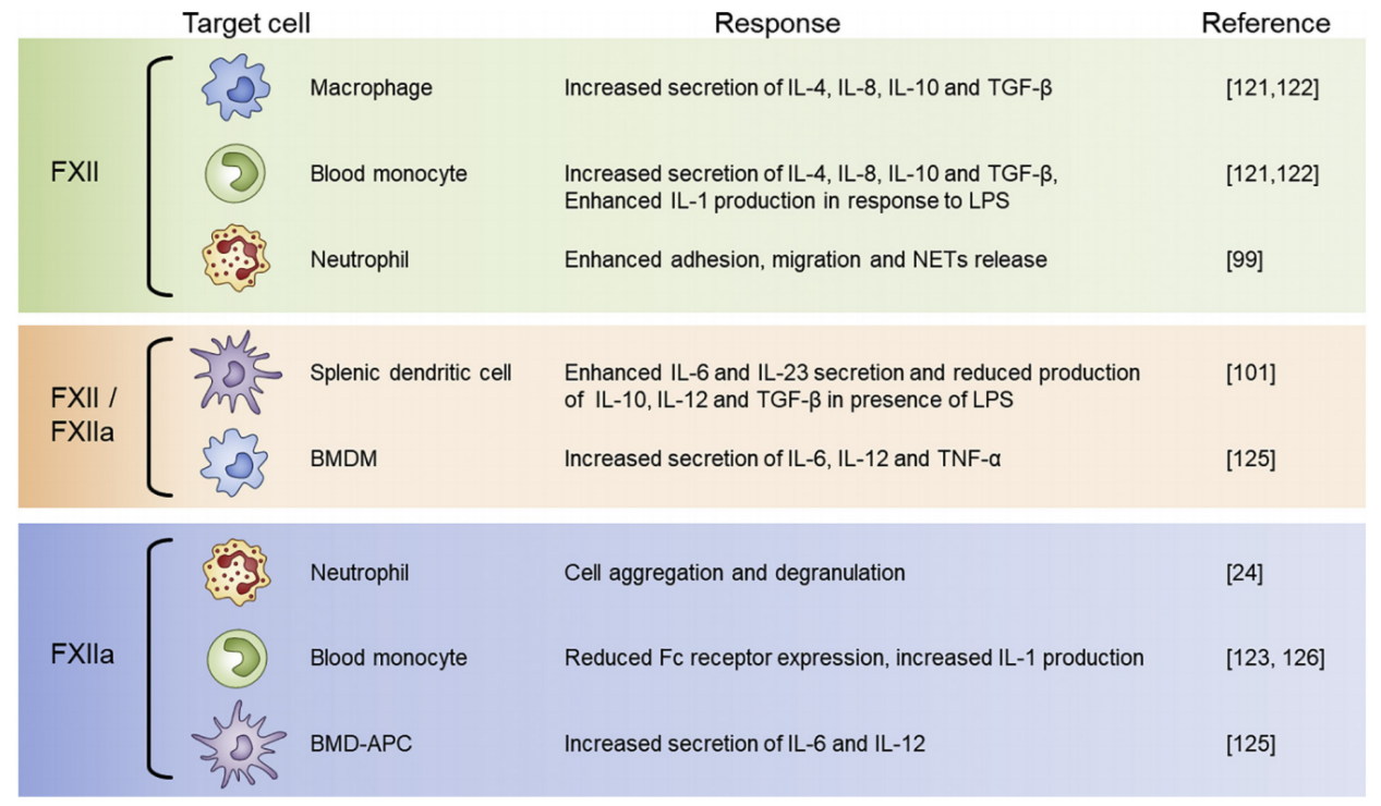 Contact-activated serine protease F12