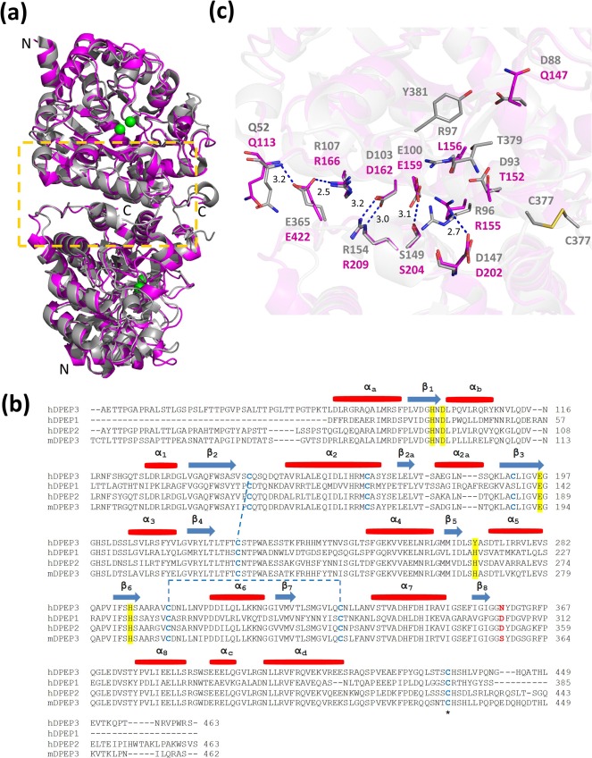 Dipeptidase DPEP3