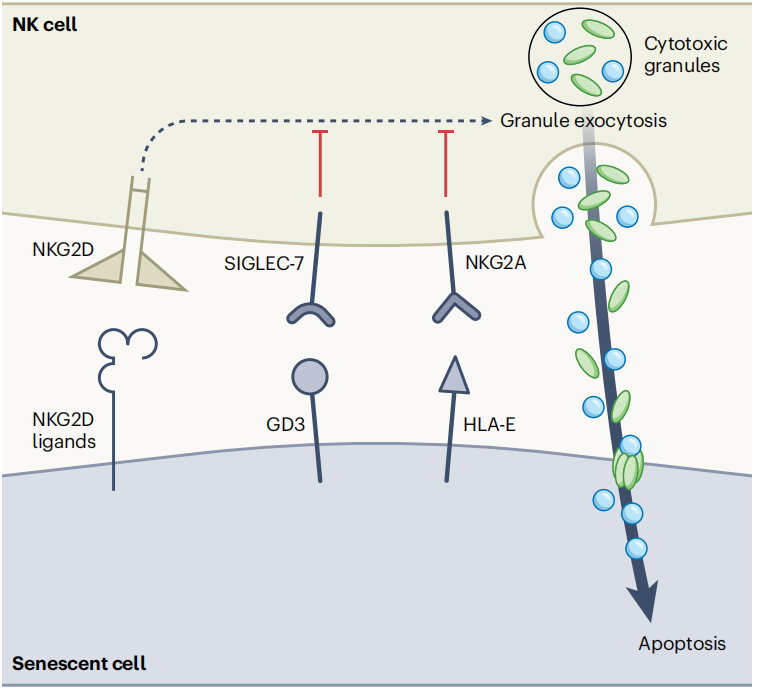 Disialoganglioside GD3