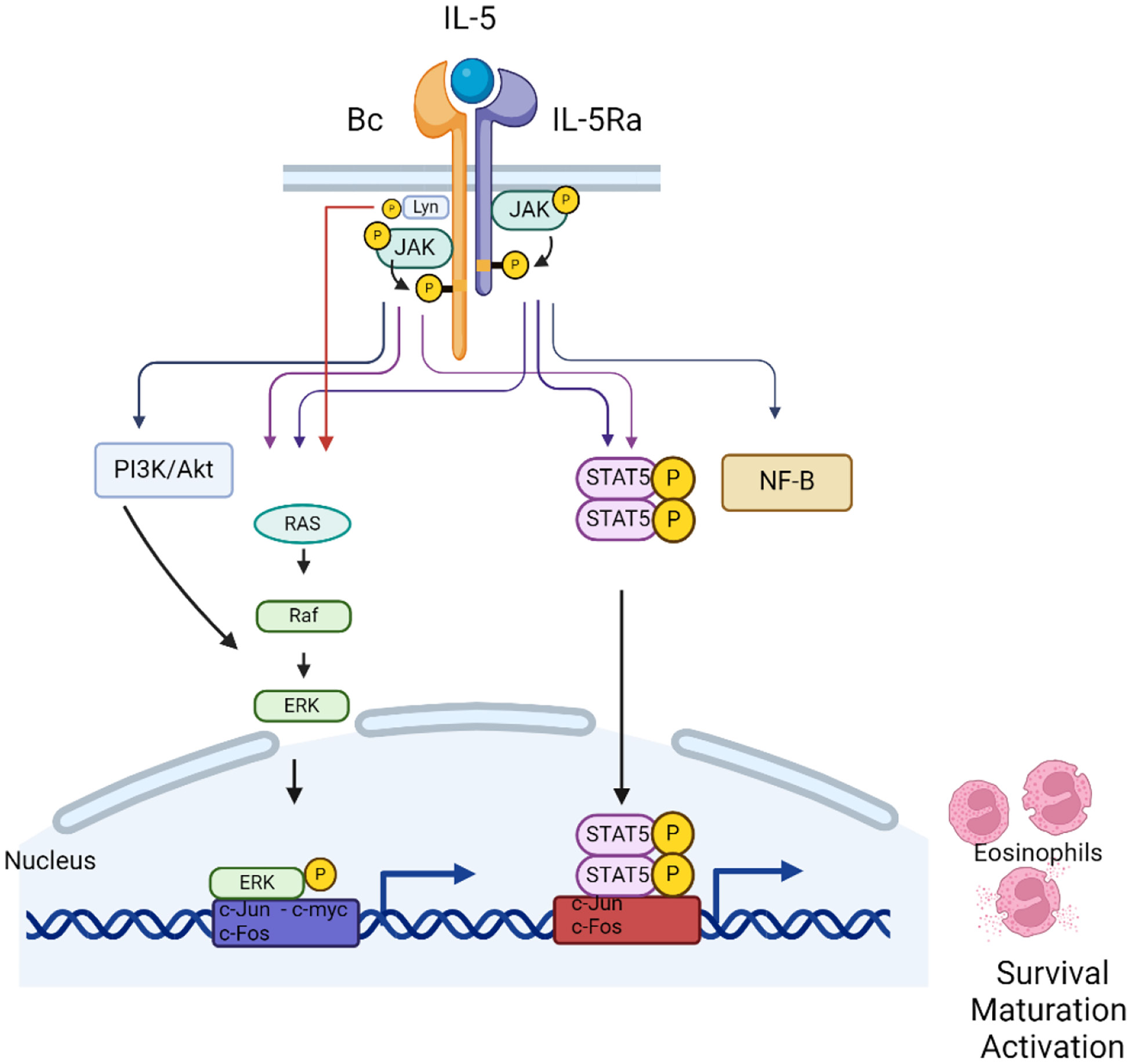 Eosinophil chemotaxis and survival receptor IL5R Eosinophil chemotaxis and survival receptor IL5R