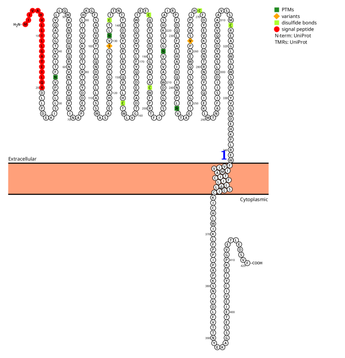 Eosinophil chemotaxis and survival receptor IL5R Eosinophil chemotaxis and survival receptor IL5R
