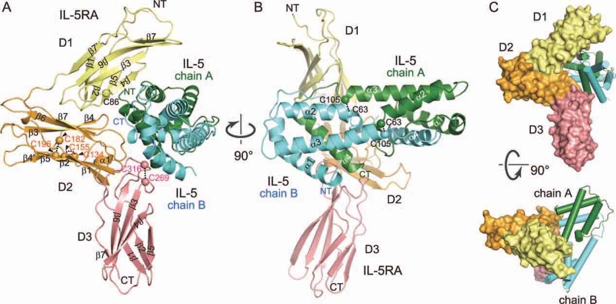 Eosinophil chemotaxis and survival receptor IL5R Eosinophil chemotaxis and survival receptor IL5R