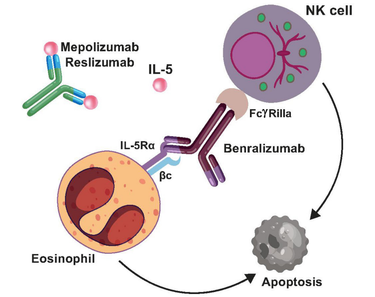 Eosinophil chemotaxis and survival receptor IL5R Eosinophil chemotaxis and survival receptor IL5R