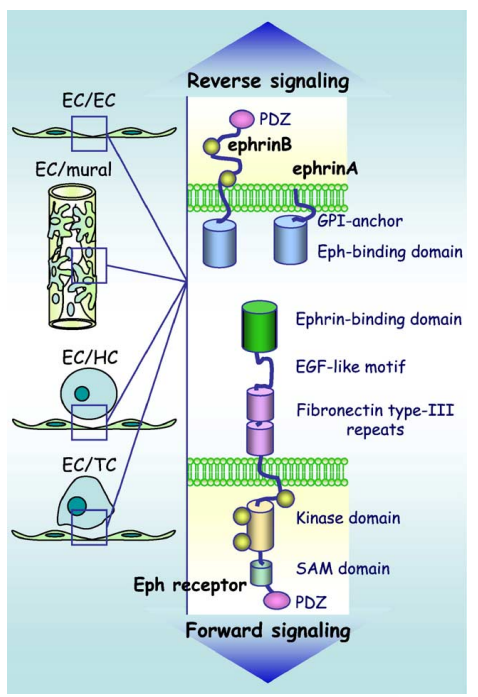 Ephrin type-A receptor 3