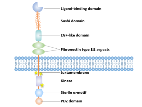 Ephrin type-A receptor 3