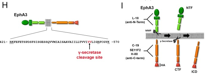 Ephrin type-A receptor 3