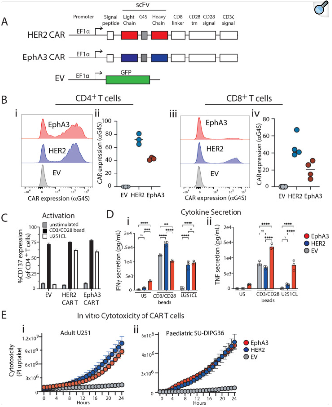 Ephrin type-A receptor 3