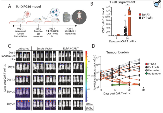 Ephrin type-A receptor 3