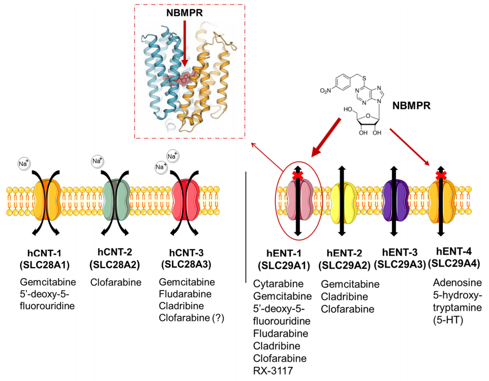 Equilibrative nucleoside transporter SLC29A2 Equilibrative nucleoside transporter SLC29A2