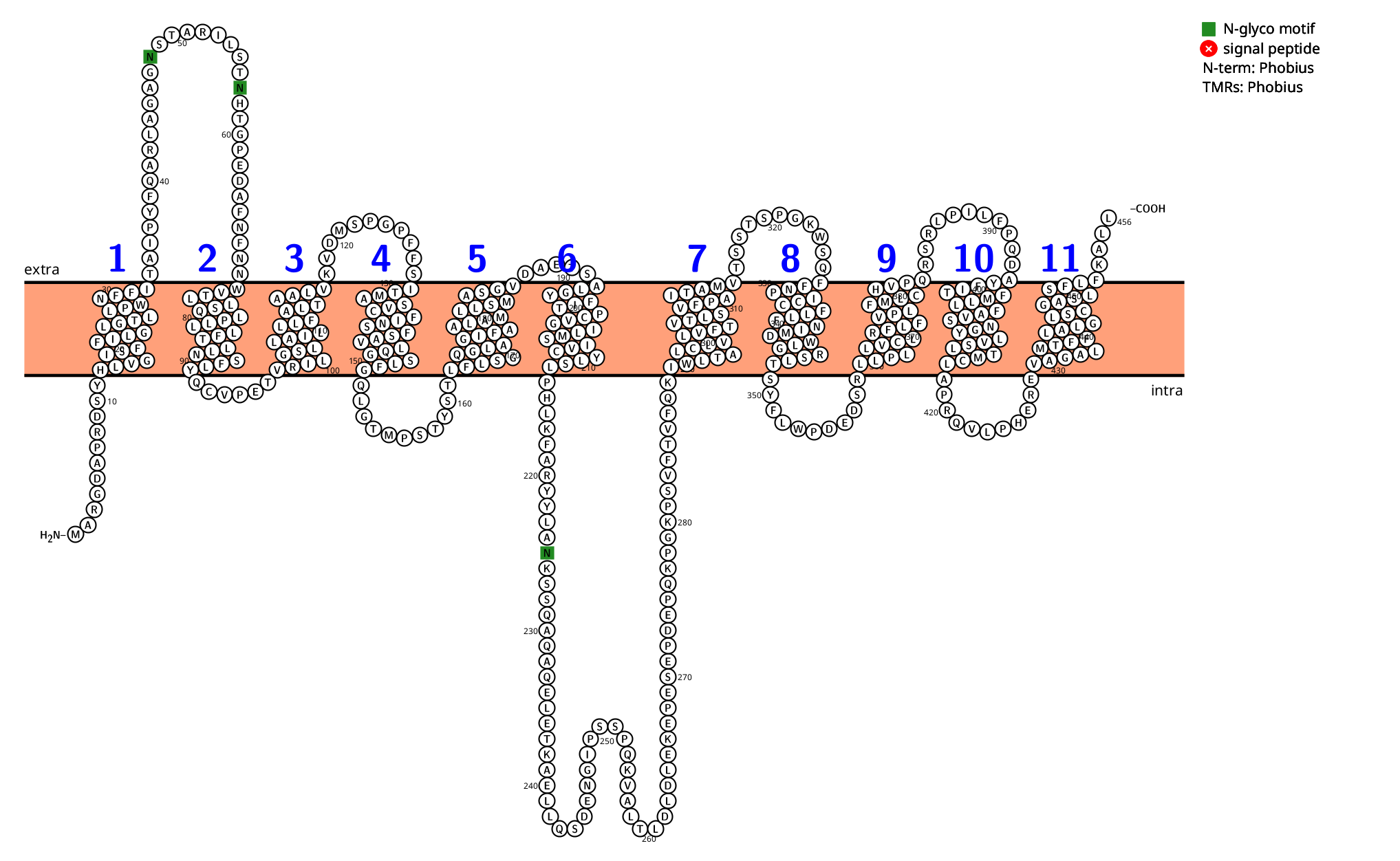 Equilibrative nucleoside transporter SLC29A2 Equilibrative nucleoside transporter SLC29A2