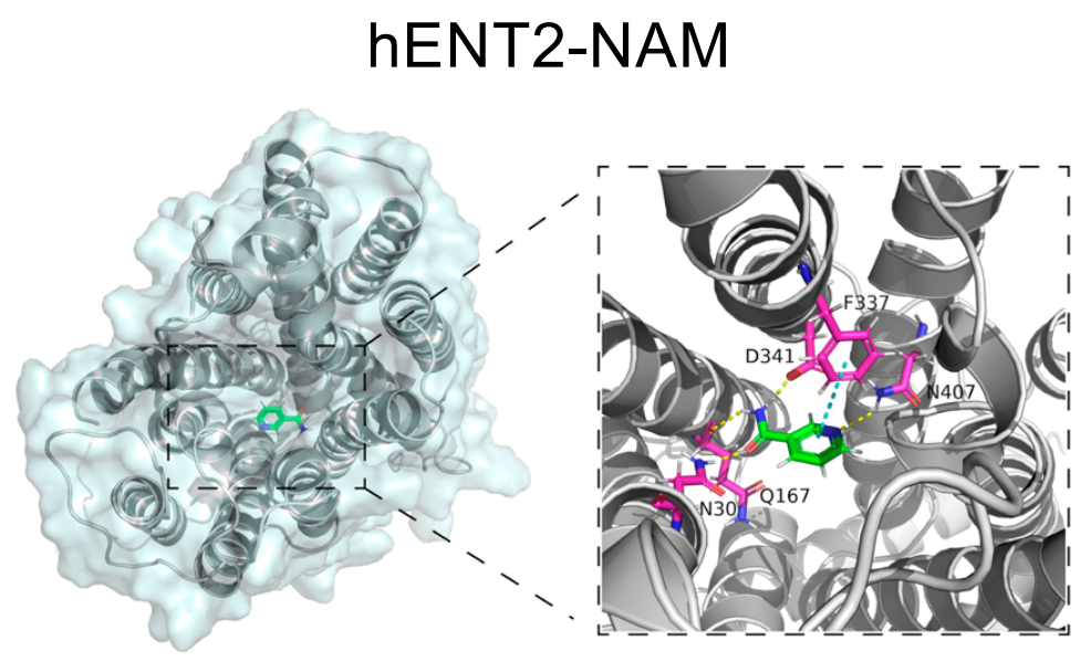 Equilibrative nucleoside transporter SLC29A2 Equilibrative nucleoside transporter SLC29A2