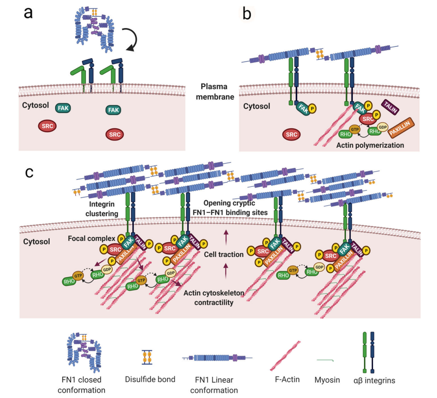 Fibronectin FN1 Fibronectin FN1