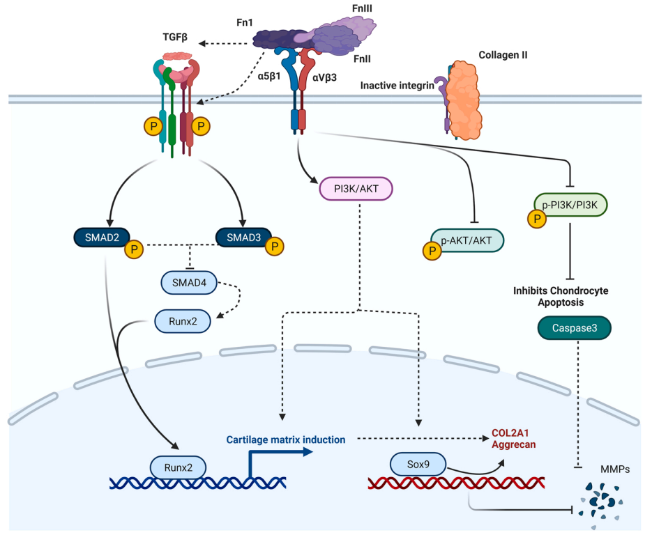 Fibronectin FN1 Fibronectin FN1