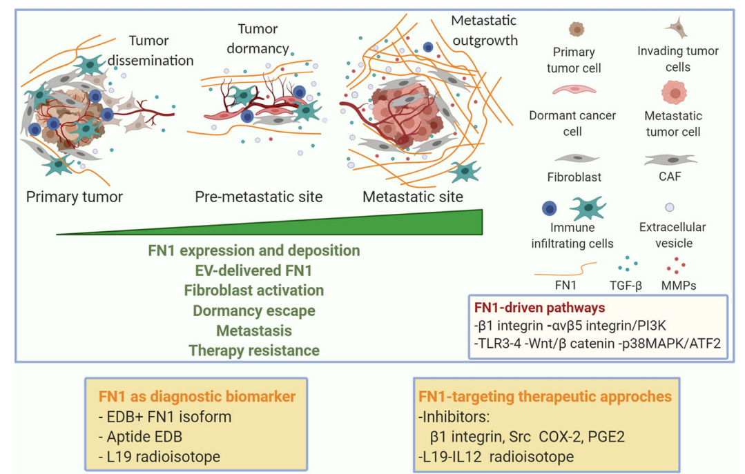 Fibronectin FN1 Fibronectin FN1