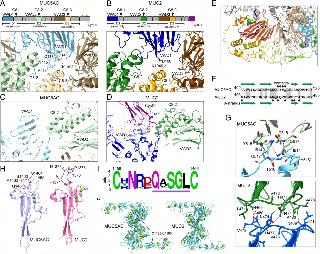 Gastric mucin MUC5A