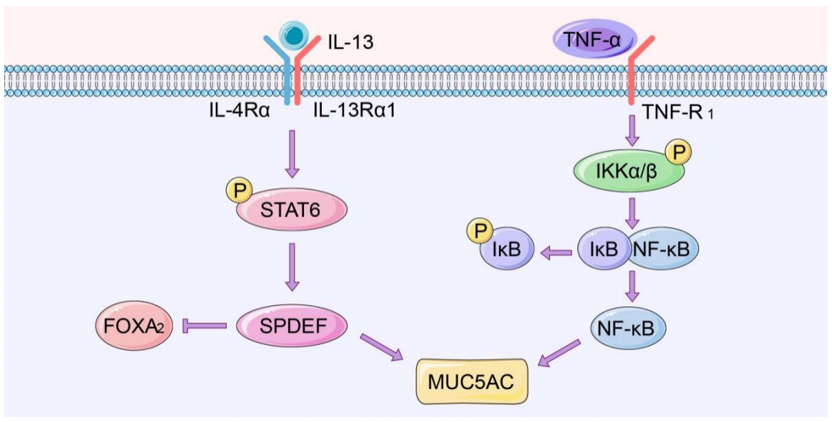 Gastric mucin MUC5A