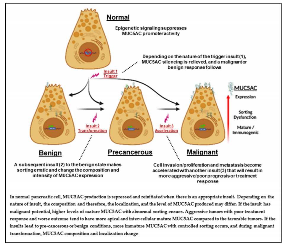 Gastric mucin MUC5A