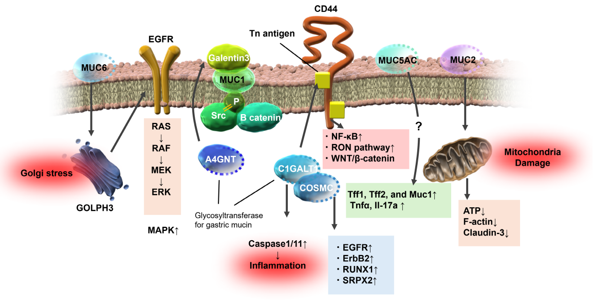 Gastric mucin MUC5A