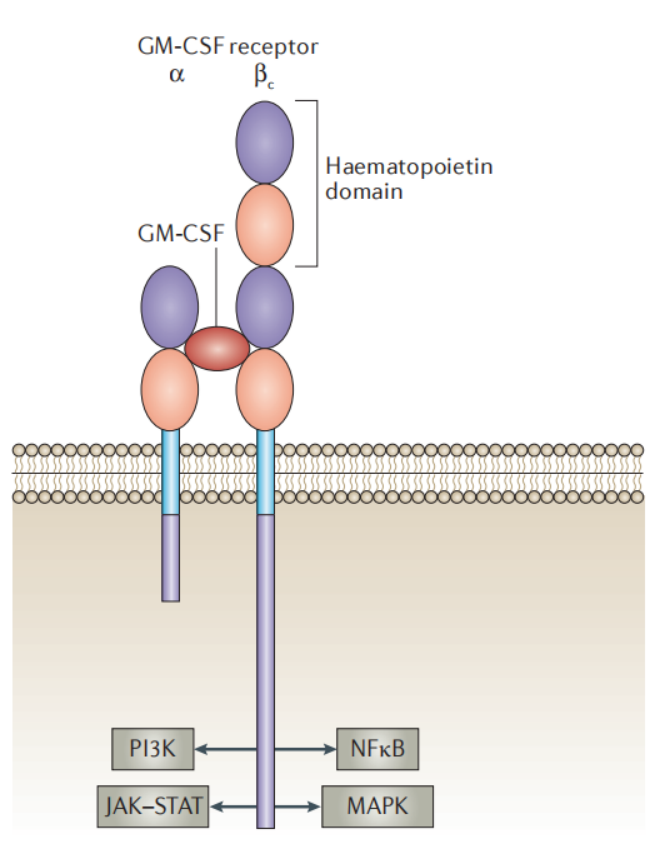 Granulocyte macrophage colony-stimulating factor receptor CSF2R Granulocyte macrophage colony-stimulating factor receptor CSF2R