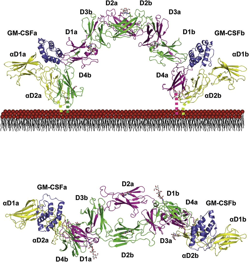 Granulocyte macrophage colony-stimulating factor receptor CSF2R Granulocyte macrophage colony-stimulating factor receptor CSF2R