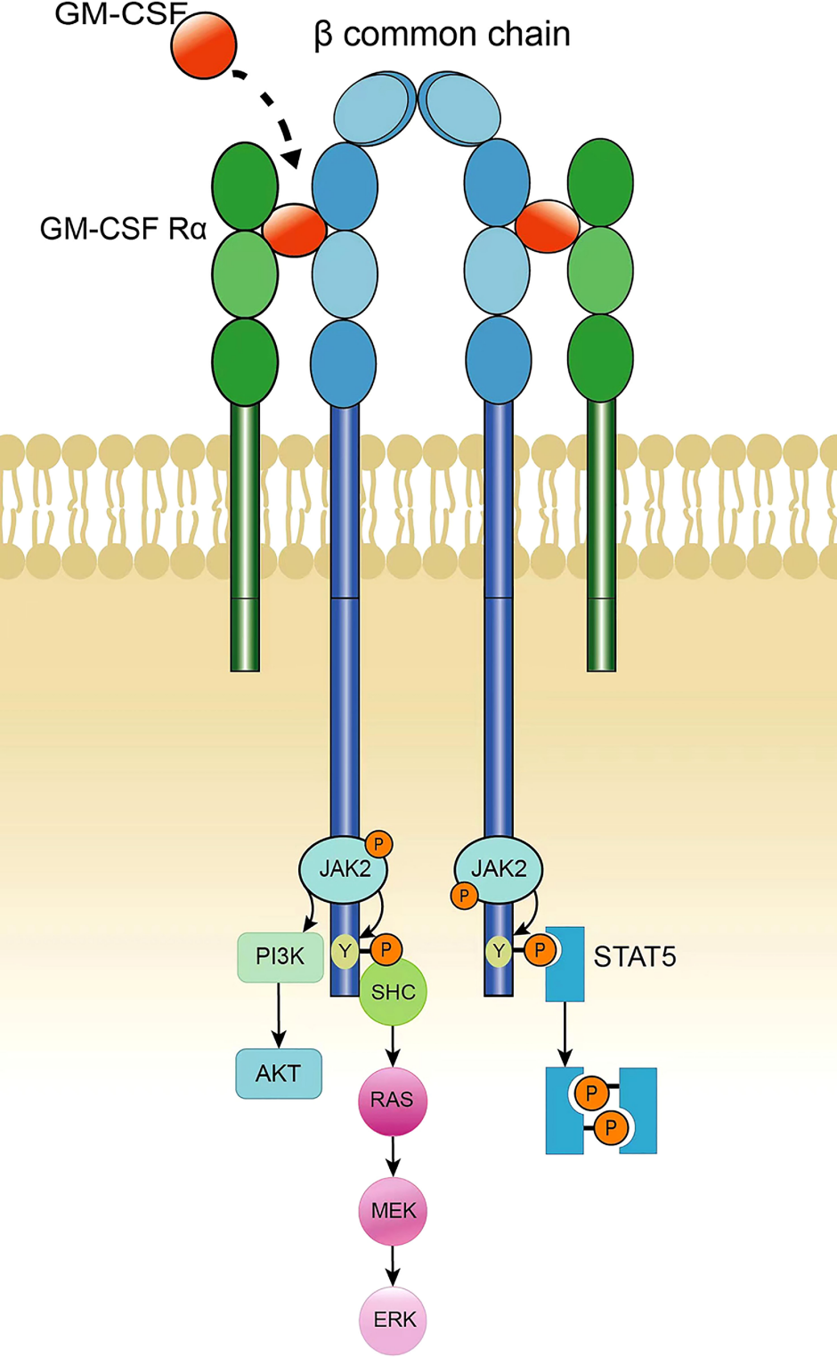 Granulocyte macrophage colony-stimulating factor receptor CSF2R Granulocyte macrophage colony-stimulating factor receptor CSF2R