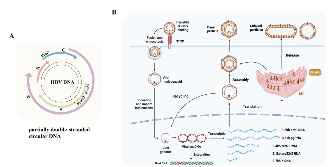 Hepatitis B virus surface antigen HBsAg