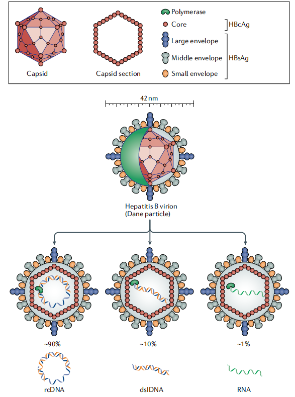 Hepatitis B virus surface antigen HBsAg
