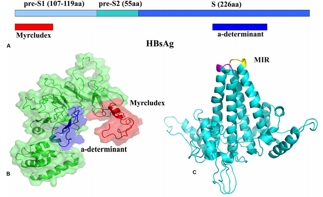 Hepatitis B virus surface antigen HBsAg