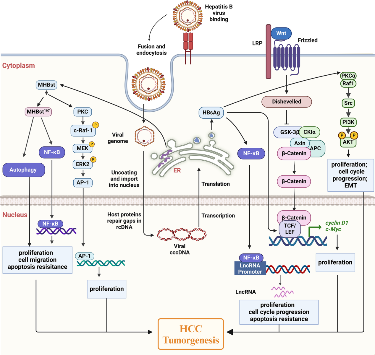Hepatitis B virus surface antigen HBsAg
