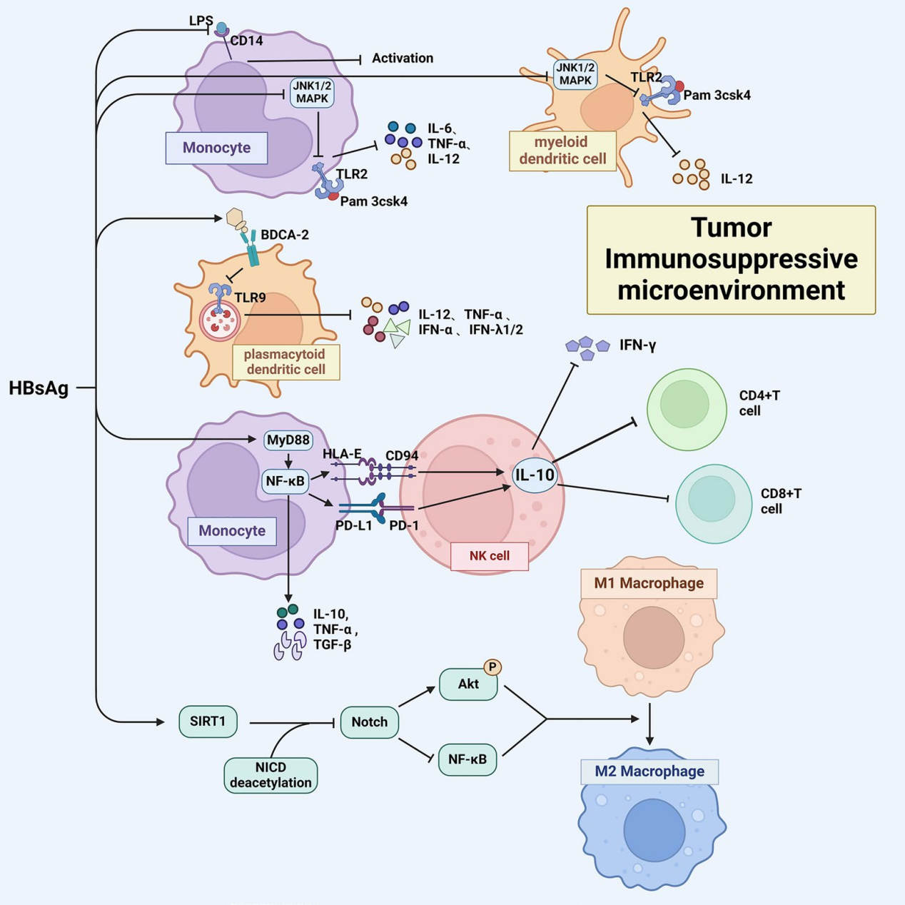 Hepatitis B virus surface antigen HBsAg