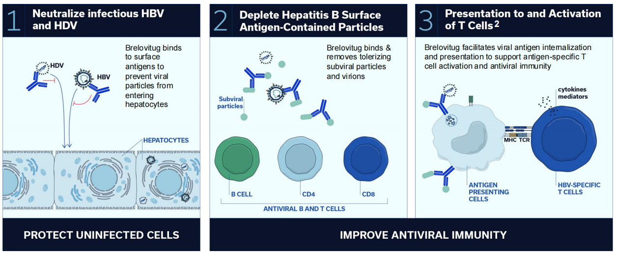 Hepatitis B virus surface antigen HBsAg