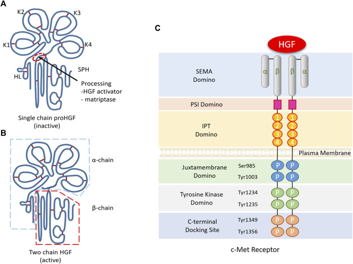 Hepatocyte growth factor HGF