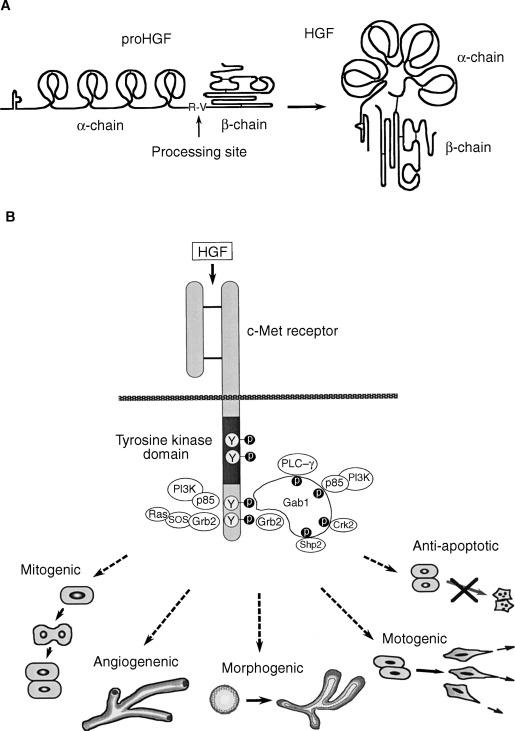 Hepatocyte growth factor HGF