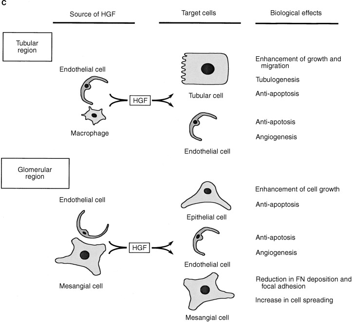 Hepatocyte growth factor HGF